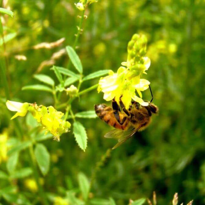 Perennial Clovers Southeast AgriSeeds